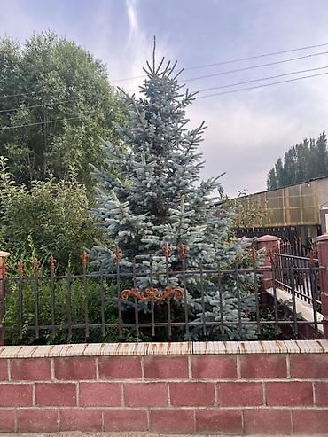 кой сойобуз: Ель голубая (Picea pungens Glauca) — взрослые декоративные деревья для — 5