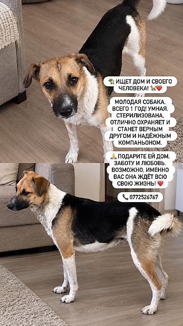 ветеренарная аптека: Собака даром: Дворняжка, 11 месяцев, Самка — 3