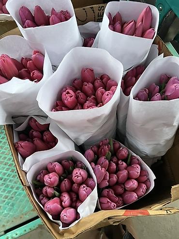 Букеты из живых цветов: Тюльпаны - Сорт: нежно-розовые тюльпаны с мягкой желтой каймой на — 5