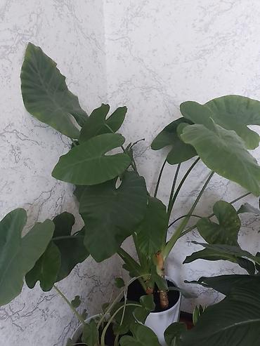 ярки: Алоказия (Alocasia), крупное комнатное растение с декоративными — 2