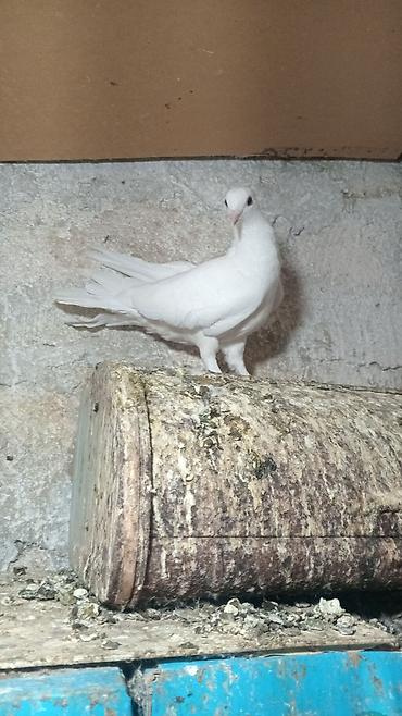 quw qefesi: TUTULMA QUWDAR 10 dene quwdu hamisi qeneddi prablemsiz — 6