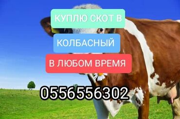 продажа кукурузу: Куплю | Коровы, быки, Лошади, кони | Любое состояние, Забитый, Круглосуточно