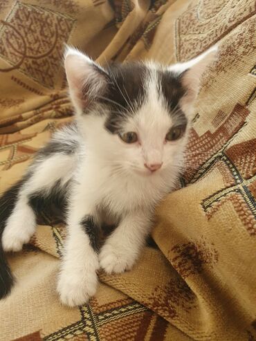 кошка золотая шиншилла: Кошка даром: Беспородная, 2 месяца, Мальчик, Приучена к лотку, Проглистована