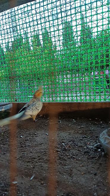 qəfes: Nymph paraket (Cockatiel) – sarı-boz rəngli, yanaqlarında narıncı — 7