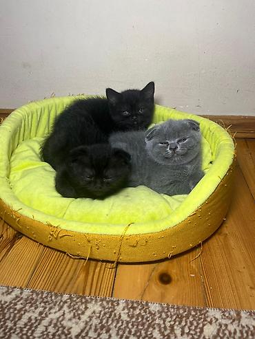 Pişiklər: Şotland — 7