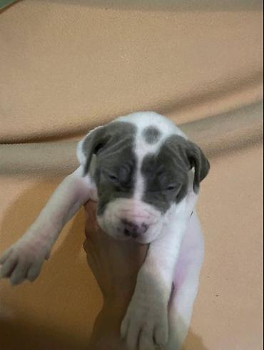 Psi: American bully štenci – vrhunski kvalitet Na prodaju tri prelepe ženke — 7