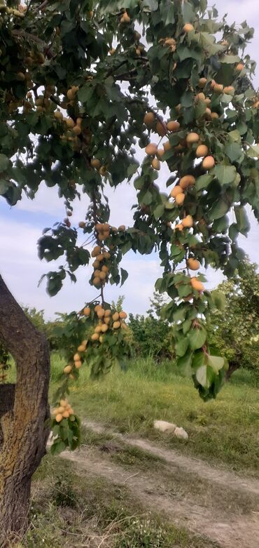 Meyvə və giləmeyvə: Məhsul: Ərik bağı – yetişmiş ərik meyvələri Təsvir: - Şəkillərdə — 4