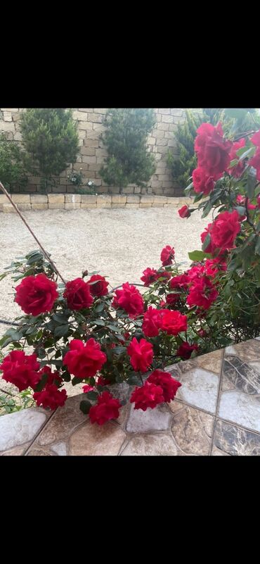 Bağ evlərinin satışı: Digah, 110 kv. m, 3 otaqlı, Hovuzsuz, Su, Qaz, Kanalizasiya — 9