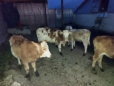 buzolar: Satışda: Simmental növü dana və düyələr - Cins: Simmental — 2