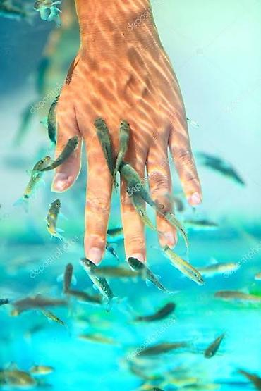 Garra rufa - doctor fish adlı balıq satıram. Bu balığı digərlərindən