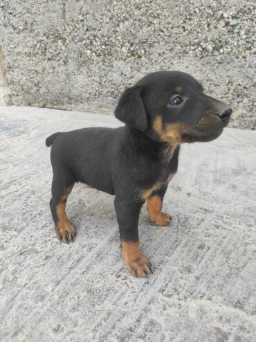 сколько стоит собака немецкая овчарка: 2 айлык, Эркек, Ит тегин тастыктоочу документ