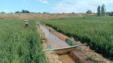 продам кукурузу: Услуги поливщик свёкла люцерна кукуруза обращайтесь если массив есть