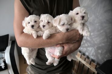 Životinje: Dostupni štenci mini maltezera, oštenjeni 20. 4. 2023. Redovno