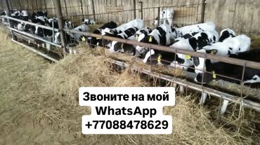 Коровы, быки: Продаю | Корова (самка), Бык (самец), Тёлка | Полукровка, Ангус, Герефорд | На откорм, На забой, Для разведения | Племенные, Осеменитель, Стельные