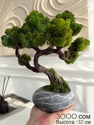 Декоративные цветы: Бонсай ручной работы из натурального стабилизированного мха от 1500 — 51