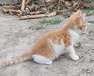 Отдам даром кошку: Котята - Возраст: примерно 2 месяца (родились 15 апреля). - Окрас: - at lalafo.kg — 9 Отдам даром кошку: Котята - Возраст: примерно 2 месяца (родились 15 апреля). - Окрас: - — 9