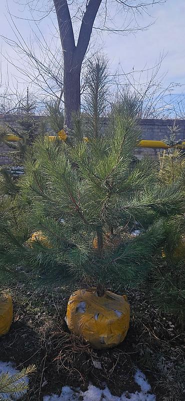 Искусственные ёлки: Ёлка,сосна,голубые ели,пихта,берёза — 19
