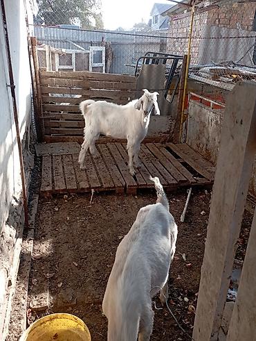 меняю на баран: Продаю | Козёл (самец), Козлёнок | Нубийская | На забой, Для разведения, Для молока | Племенные, Осеменитель — 3