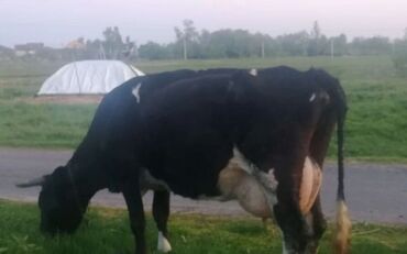 Коровы, быки: Продаю | Корова (самка) | Голштин, Айрширская | Для разведения, Для молока | Стельные, После отела