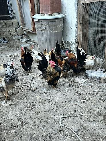 balali qoyun satilir: Toyuq, Damazlıq — 2