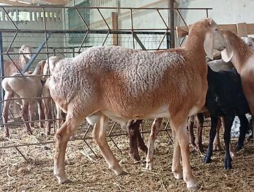 Продам с/х животных: Продаю | Баран (самец) | Для разведения | Племенные — 5