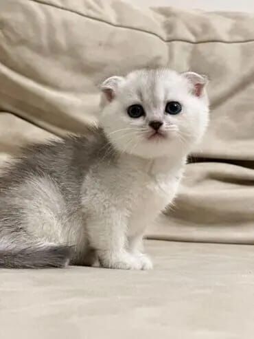 Pişiklər: Britan yastı qulaq, Erkək, Dişi, Yaxşı əllərə, Ünvandan götürmə, Pulsuz çatdırılma, Ödənişli çatdırılma — 16