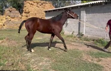 Лошади, кони: Продаю | Жеребец | Рабочий — 6