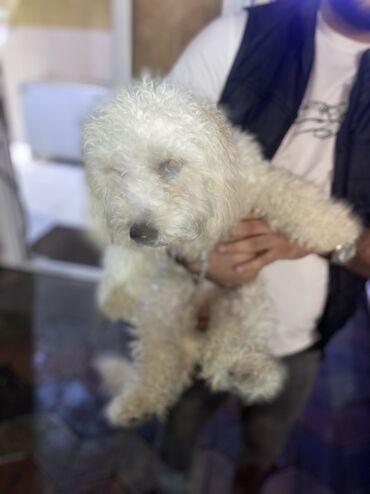 ağ itlər: Ağ rəngli, qıvırcıq tüklü kiçik ölçülü it. Yumşaq, allergiyaya meylli