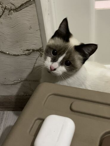 Отдам даром кошку: 9 месяцев, Девочка at lalafo.kg — 4 Отдам даром кошку: 9 месяцев, Девочка — 4