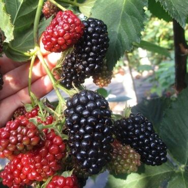 Фрукты и ягоды: ЕЖЕМАЛИНА!!! Продаются саженцы ежемалины. Сорт "Торнфри "( Tornfree) — 5