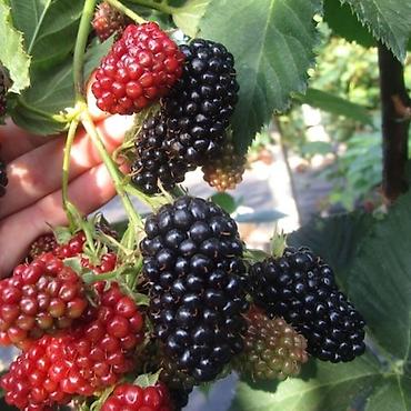 Ежевика: Продаются саженцы ежемалины. Сорт " Торнфри"(Tornfree), без шипов — 4