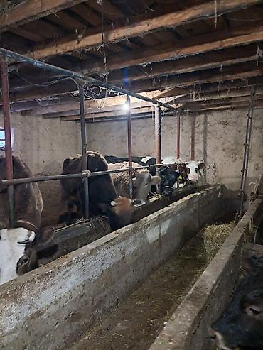 Коровы, быки: Продаю | Корова (самка) | Для молока | Привязанные — 10