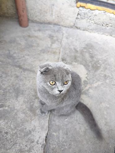 кошка вислоухая: Шотландская вислоухая кошка (Scottish Fold), окрас: сплошной голубой — 8