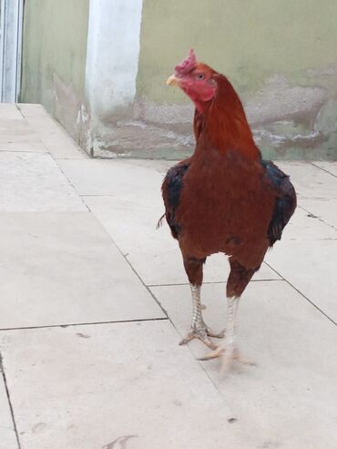 Xoruzlar: Salam qiymət 40 manatdan basdyir 70 4 dənə xoruz 11 ayliqdi biri 1 — 1