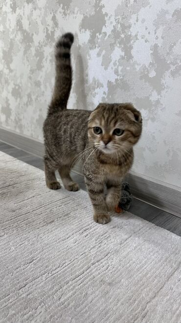 договорная кошка даром британская короткошёрстная 1 год мальчик метис 2 позвонить написать: Шотландский вислоухий котёнок (Scottish Fold) - Окрас: коричневый