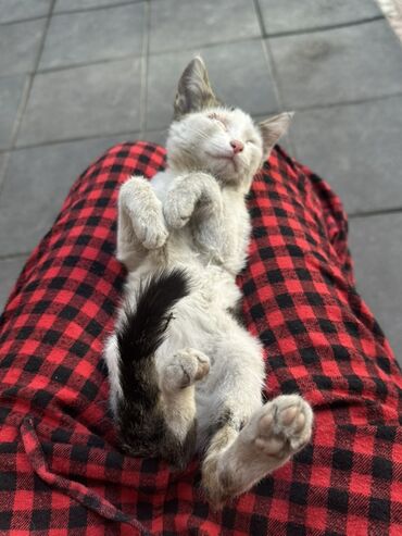 вислоухие котята фото цена: Кошка даром: Беспородная, 3 месяца, Мальчик