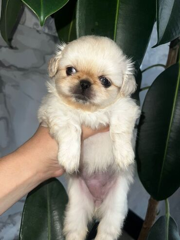 İtlər: Pekines, 2 ay, Erkek