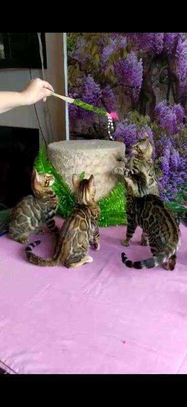 Продажа кошек: Бенгальские котята Проф.Питомник Бен Гла Мур предлагает.чудесных — 7