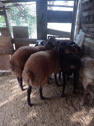 Qoyunlar, qoçlar: Erkək, Qala, il: 1, 75 kq, Damazlıq, Ünvandan götürmə -da lalafo.az — 3 Qoyunlar, qoçlar: Erkək, Qala, il: 1, 75 kq, Damazlıq, Ünvandan götürmə — 3