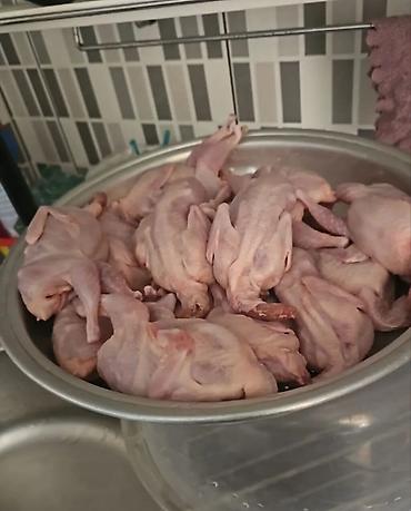 Digər quşlar: Bildirçin satışı✅. ev şəraitində saxlanılmış bildirçinlər ferma — 4