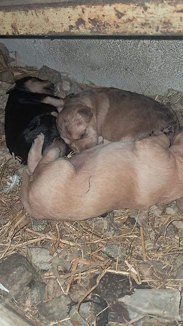 coban iti type 0: Zvonok, 1 ay, Dişi, Cütləşmə üçün, Ünvandan götürmə — 1