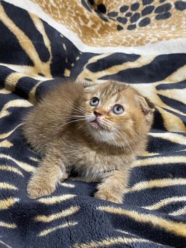 Pişiklər: 200 manatdan başdıyan qiymətlər 1000 manata kimi. Qiymət pişiyin — 25