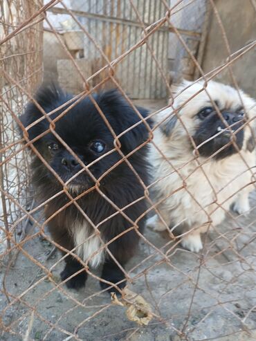 pekines itlər: Пекинес, 3 годa, Самка