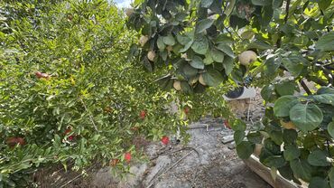 Həyət evləri və villaların satışı: 4 otaqlı, 78 kv. m, Kredit yoxdur, Orta təmir — 3