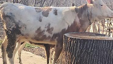 Inəklər, öküzlər: Dişi, Simental, il: 3, 450 kq — 4