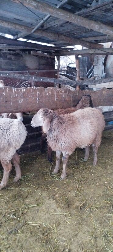 Бараны, овцы: Продаю | Баран (самец) | Для разведения | Осеменитель at lalafo.kg — 3 Бараны, овцы: Продаю | Баран (самец) | Для разведения | Осеменитель — 3