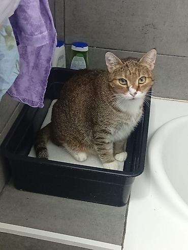 коты бенгальские: Кошка даром: Бенгальская, Мальчик — 1