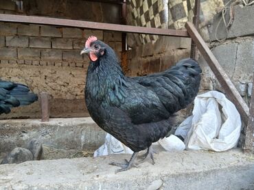 Куры, петухи: Продаю | Петух | Для разведения — 4