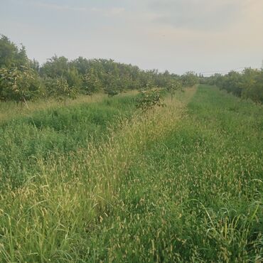 dübəndi torpaq: 51 sot, Kənd təsərrüfatı, Mülkiyyətçi, Müqavilə