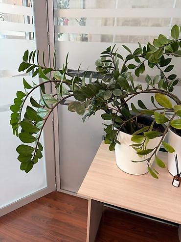 замиокулькас черный: Замиокулькас (Zamioculcas zamiifolia) в горшке. - Крупное — 2
